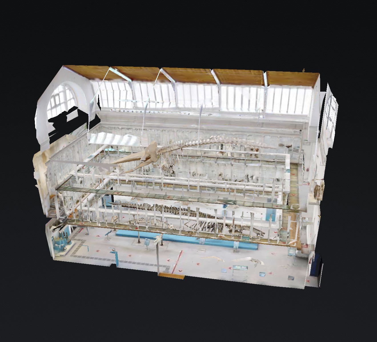 Zoologisches Museum Kiel – Walhalle Gesamtansicht mit Walskeletten