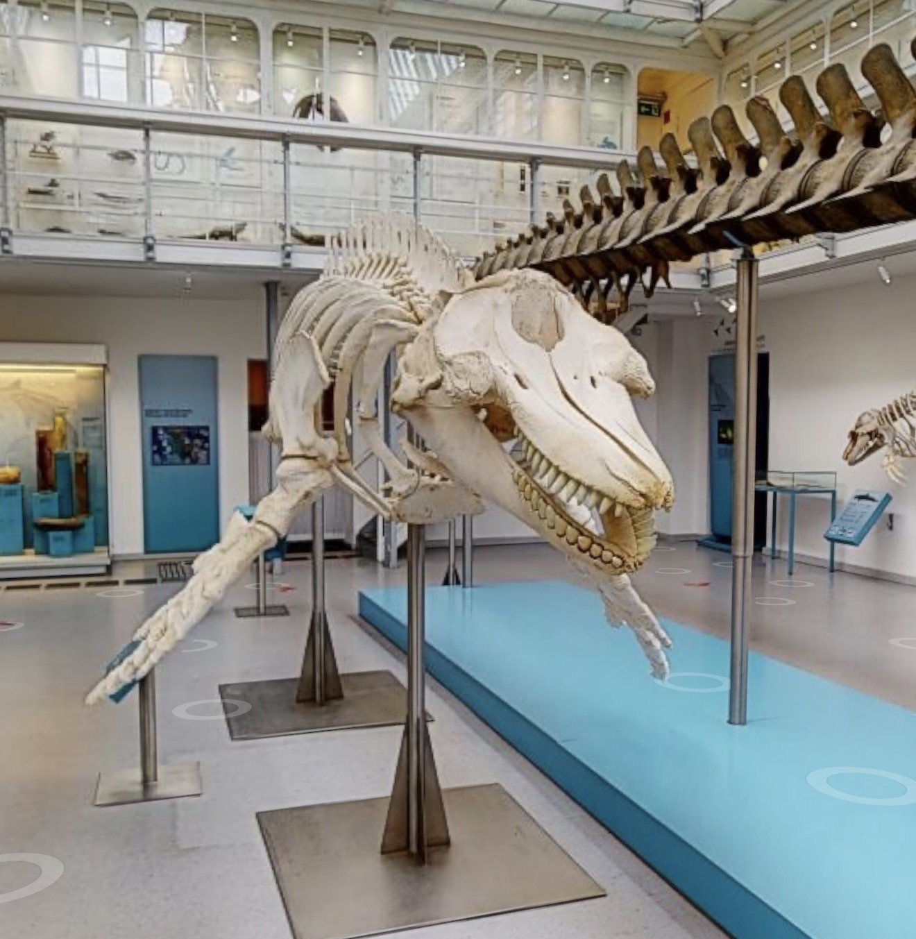 Schwertwal-Skelett im Zoologischen Museum Kiel