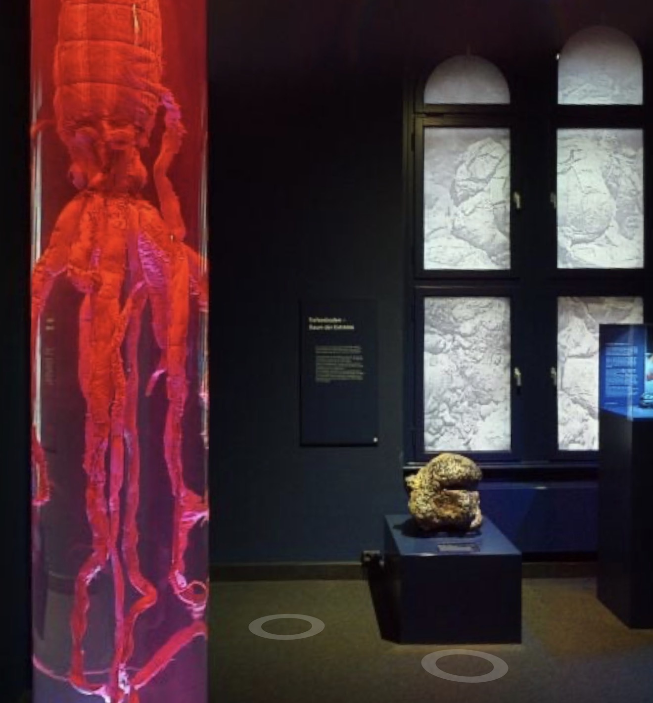 Tiefsee-Exponate und Fossilien im Zoologischen Museum Kiel