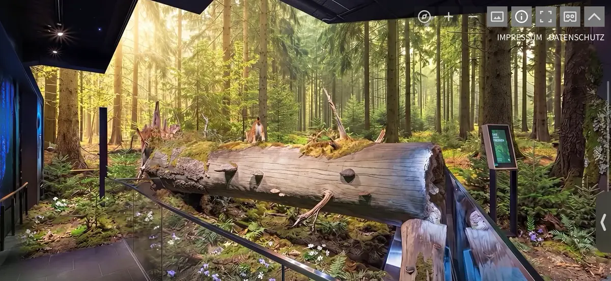 Animiertes Waldpanorama in einem klassischen 360-Grad-Museumsrundgang
