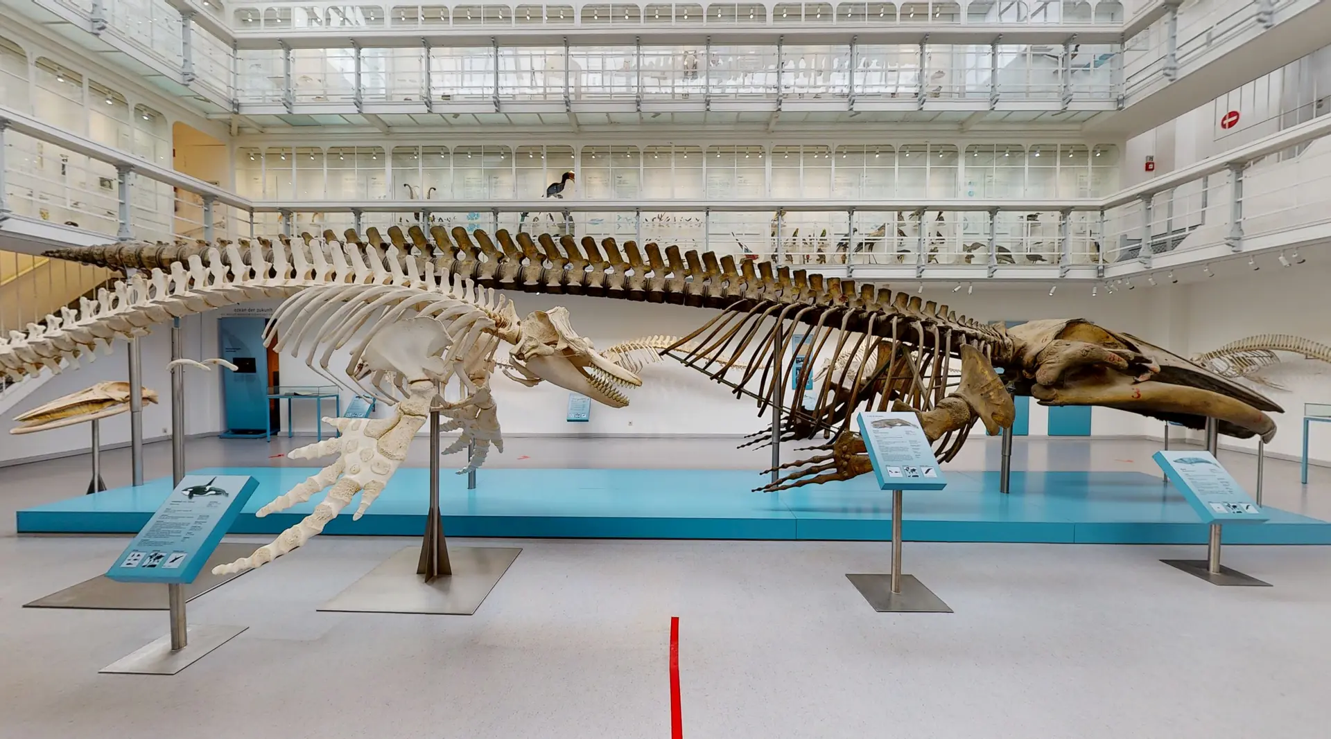 Zoologisches Museum Kiel