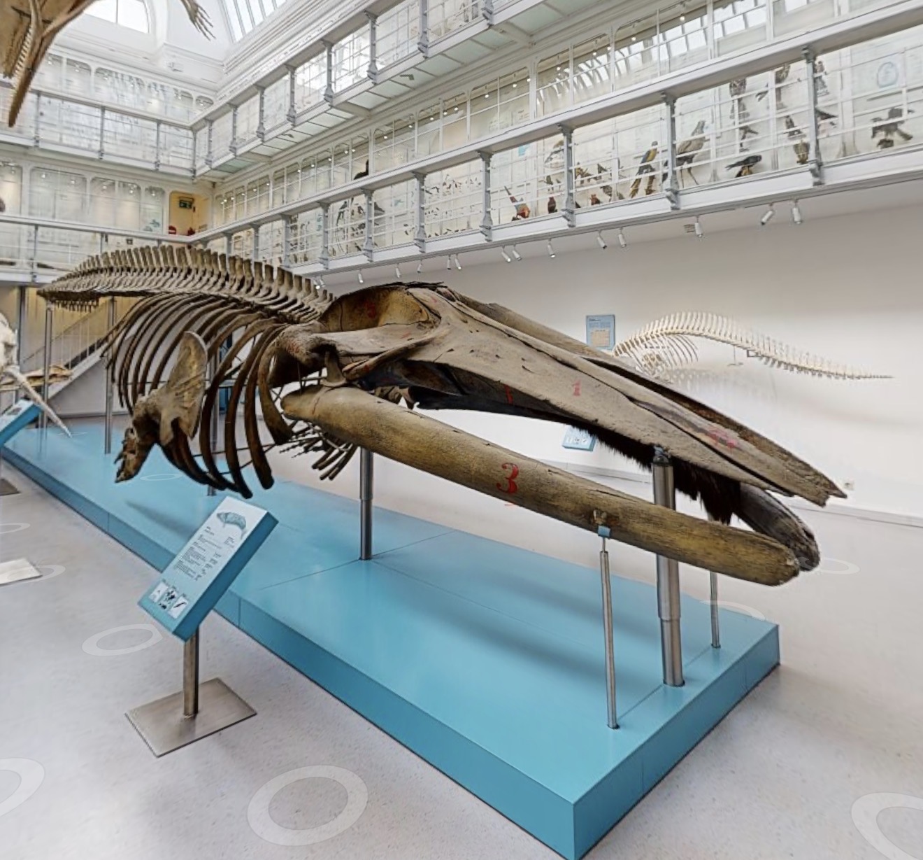 Zoologisches Museum Kiel – 6 Ausstellungen digital