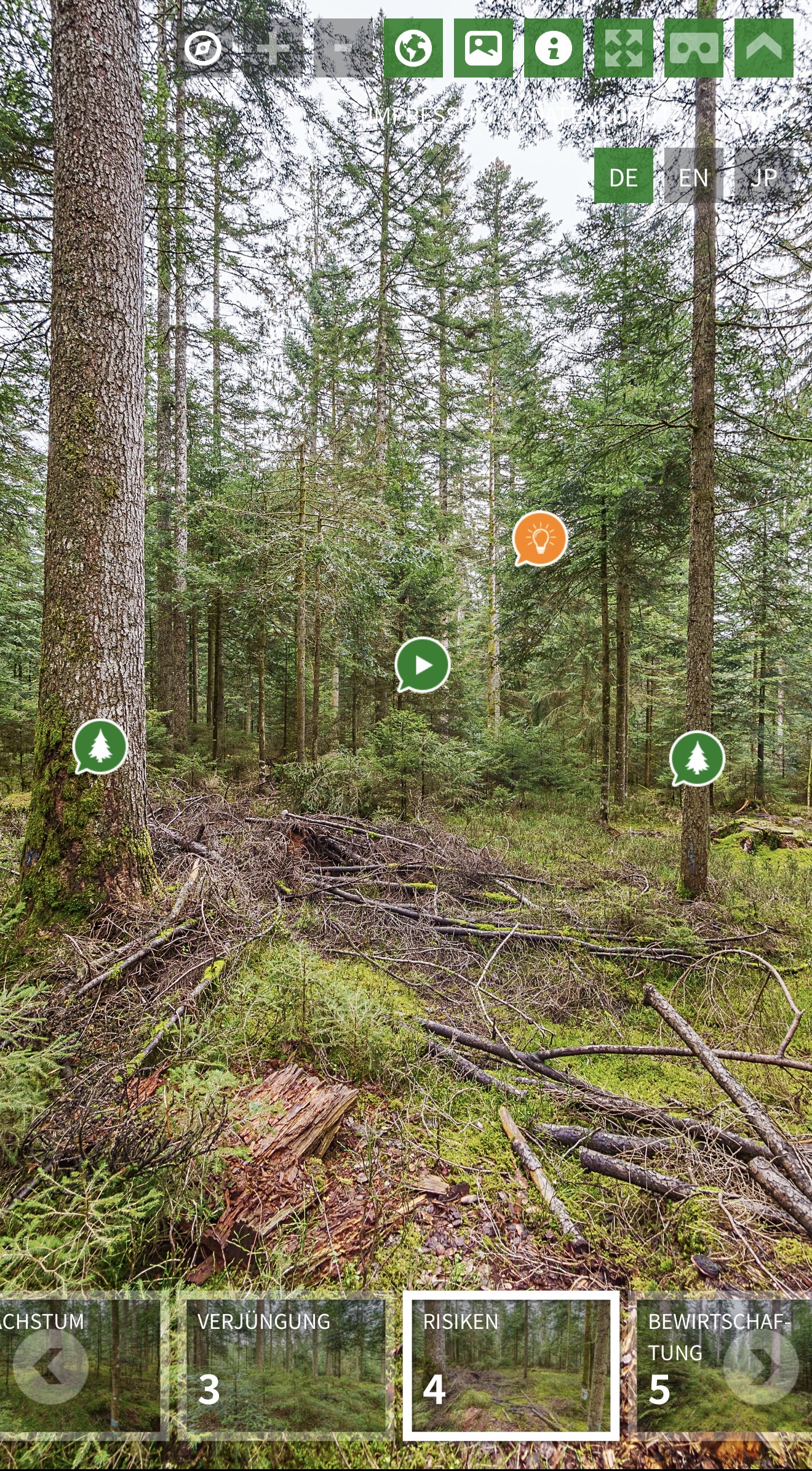 Waldbereich mit Totholz und Bereichen Verjüngung, Risiken, Bewirtschaftung