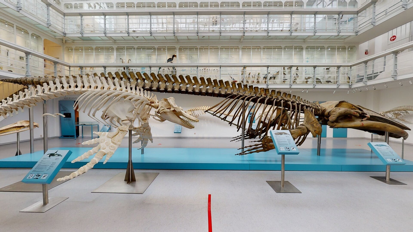 Zoologisches Museum Kiel